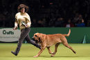 Ch. Marksbury Thankful of Farlap ShCM in the Hound Group, Crufts 2006